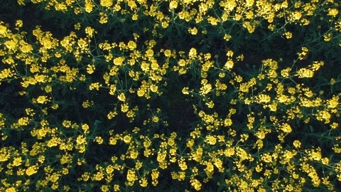 Rapeseed field seen from above Stock Footage 88820803