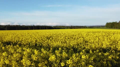 Rapeseed field, shot from a drone 1 動画素材 155252147
