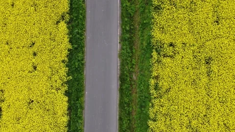 Rapeseed field shot from drone 2 動画素材 154994648