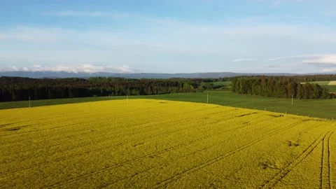 Rapeseed field, shot from a drone 2 動画素材 155252157