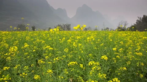 Rapeseed field slider 4131 库存影片 43214206