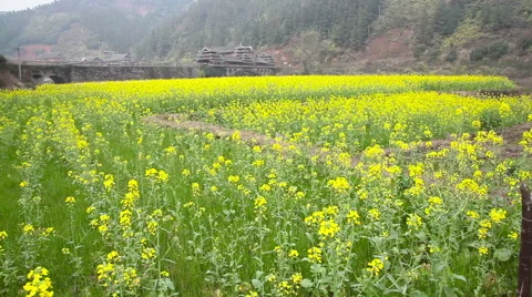 Rapeseed field slider 库存影片 41977546