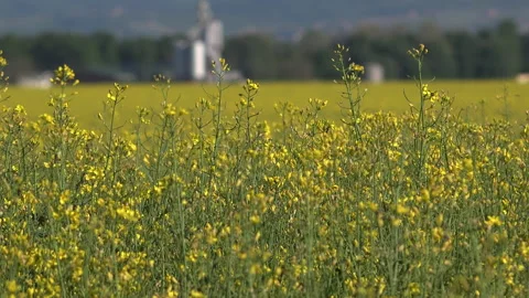 Rapeseed field in spring Video stock 153845665