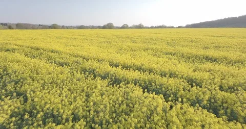 Rapeseed field in Spring low drone fly over 库存影片 106818499