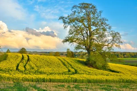 Rapeseed field in spring. Stock Photos