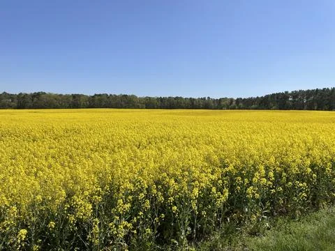 Rapeseed field in spring. Fotos de archivo