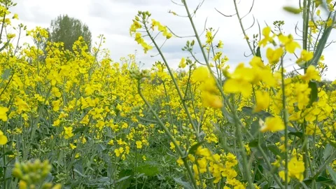 Rapeseed field in the summer, tracking backwards. Stock-Footage 108038189