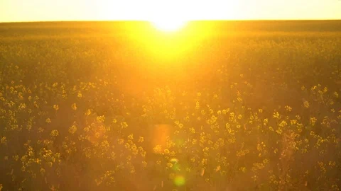 Rapeseed Field at Sunset Video stock 97980503