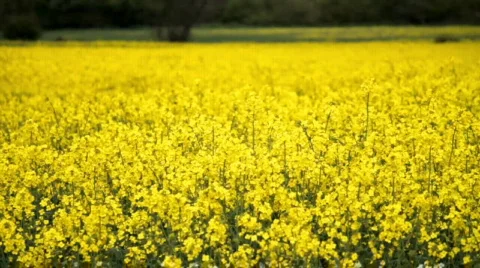 Rapeseed Field Swaying In The Wind Stock Footage 710086