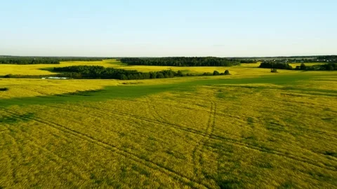 A rapeseed field taken from a copter. Evening light, agriculture. Farming. Stock Footage 242841908