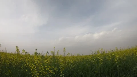 Rapeseed field time lapse 01 Stock Footage 259991679