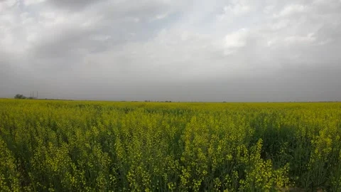 Rapeseed field time lapse Stock Footage 259973352