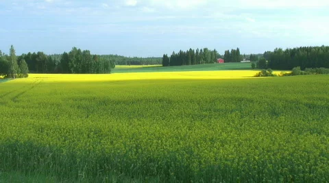 Rapeseed field (timelapse) Stock Footage 489113