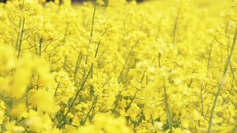 Rapeseed field with trees Video stock 72755337