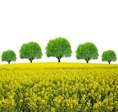 Rapeseed field with trees Stock Illustration