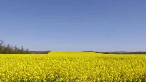 Rapeseed field with trees under the spring sky. Stock Footage 240329694