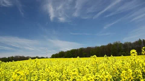 Rapeseed Field under Clouds Stock Footage 11017448