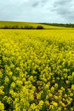 Rapeseed field under cloudy sky Stock Photos