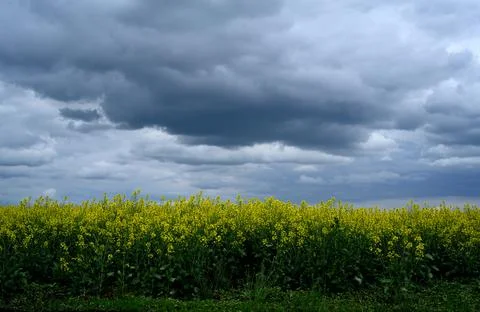Rapeseed Field Under Dramatic Stormy Sky Stock Photos
