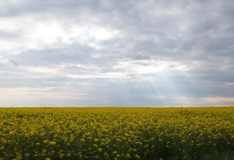 Rapeseed field under thunderclouds Stock Photos
