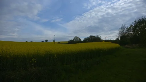 Rapeseed field view 库存影片 129402369