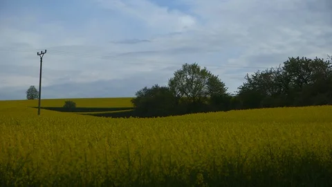 Rapeseed field view Stock Footage