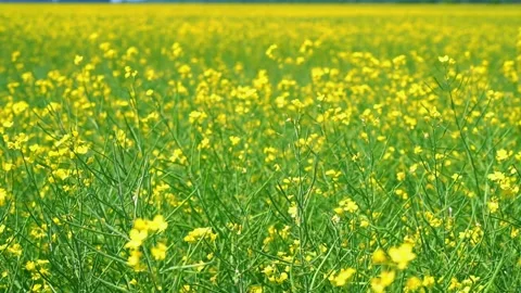 Rapeseed field, on the wind swaying Stock Footage 142382926
