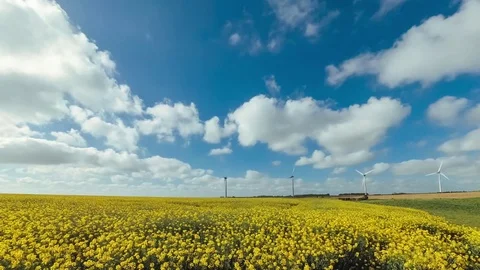 Rapeseed field, wind turbines for electric power production in France. 4K Stock Footage