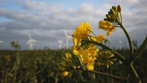Rapeseed field with wind turbines Video stock 128199853