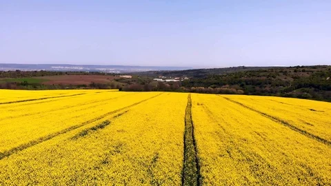 Rapeseed field (yellow) Video stock 109129282