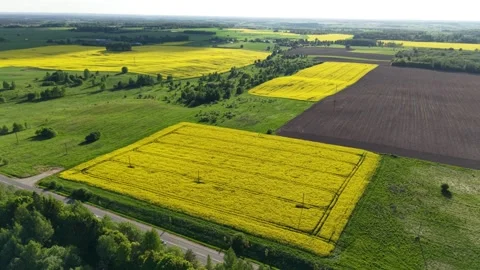 Rapeseed Fields Aerial Pullback in Golden Light Lithuania Stock-Footage 337439022