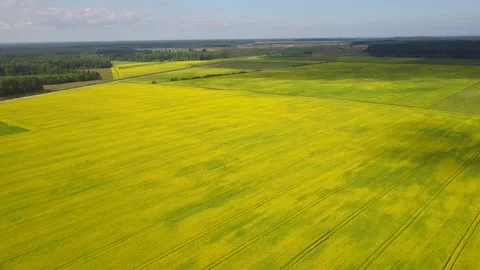 Rapeseed Fields Aerial shot from a drone Stock Footage 239610960