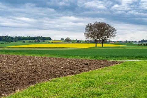 Rapeseed fields and cloudy sky Stock Photos