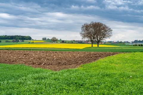 Rapeseed fields and cloudy sky Stock Photos