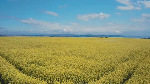 Rapeseed fields and Farmlands from a drone, Devon, England Stock Footage 190706307