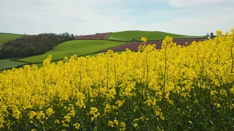 Rapeseed fields and farms, Devon, England Stock Footage 239689060
