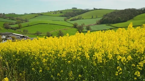 Rapeseed fields and farms, Devon, England Stock Footage 239689075