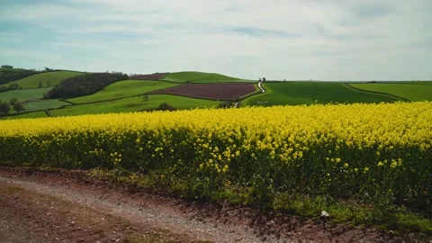 Rapeseed fields and farms, Devon, England 動画素材 239690883