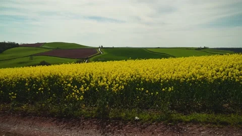 Rapeseed fields and farms, Devon, England Stock Footage 239690910