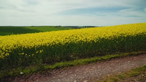 Rapeseed fields and farms, Devon, England Stock Footage 239690930