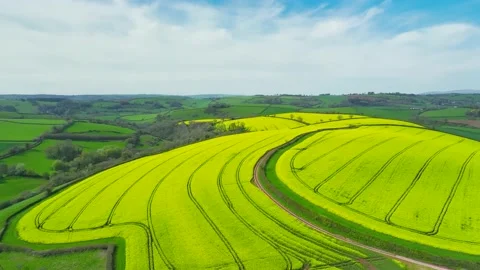 Rapeseed fields and farms from a drone, Devon, England Stock Footage 239538381