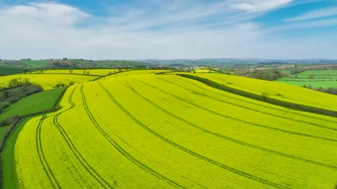 Rapeseed fields and farms from a drone, Devon, England Stock Footage 239635740