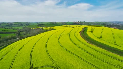 Rapeseed fields and farms from a drone, Devon, England Stock Footage 239635783