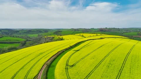 Rapeseed fields and farms from a drone, Devon, England Stock Footage 239687783