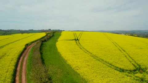 Rapeseed fields and farms from a drone, Devon, England 動画素材 239687817