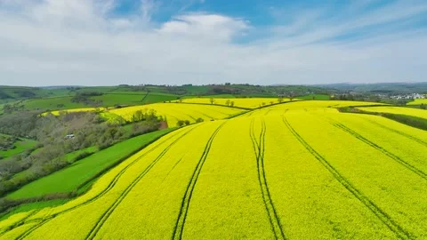 Rapeseed fields and farms from a drone, Devon, England Stock Footage 239687821