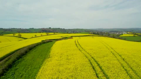 Rapeseed fields and farms from a drone, Devon, England Stock Footage 239687873