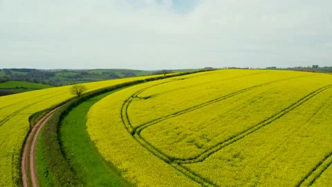 Rapeseed fields and farms from a drone, Devon, England Stock Footage 239687880