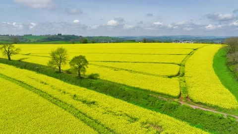 Rapeseed fields and farms from a drone, Devon, England Stock Footage 240190483
