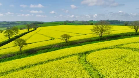 Rapeseed fields and farms from a drone, Devon, England Stock Footage 240190509